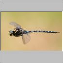 Aeshna juncea - Torf-Mosaikjungfer m03d - Hellern-Wiese-Tuempel.jpg